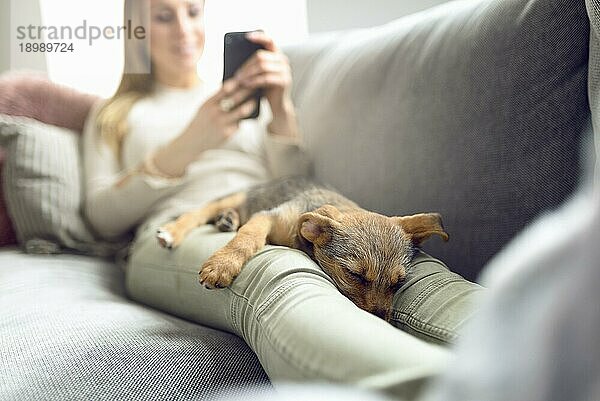 Welpe schläft auf dem Schoß seines Besitzers  während eine unerkennbare Frau in hellen Jeans auf der Couch zu Hause auf ihrem Smartphone liest