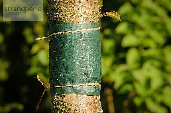 Klebeband  das um den Baumstamm gebunden wird  um zu verhindern  daß kriechende Insekten  insbesondere Ameisen  die Blattläuse vor ihren Freßfeinden schützen  und die Raupen von Wintermotten den Baum besiedeln