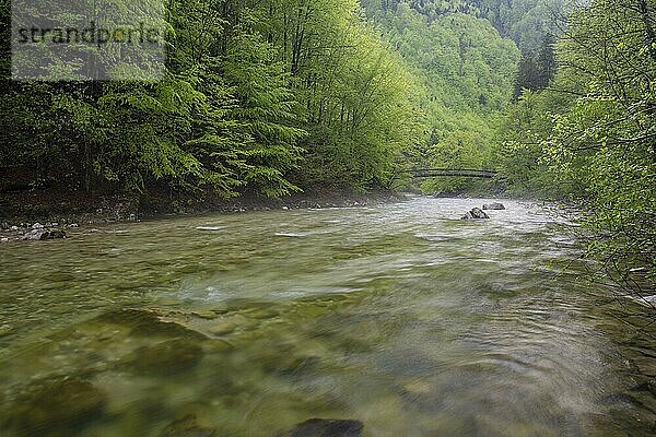 Buchensteig über den Gebirgsbach im UNESCO Weltnaturerbe Buchenwald im Nationalpark Kalkalpen  Reichraming  Oberösterreich  Österreich  Europa