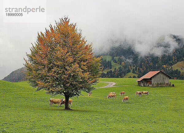 Idyllische Herbstszene in Gstaad  Schweizer Alpen
