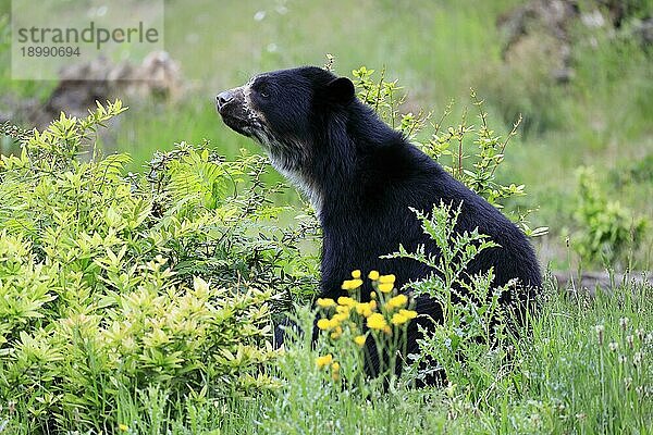 Brillenbär (Tremarctos ornatus)  adult  sitzt  Blümchenwiese  entspannt  captive  Südamerika