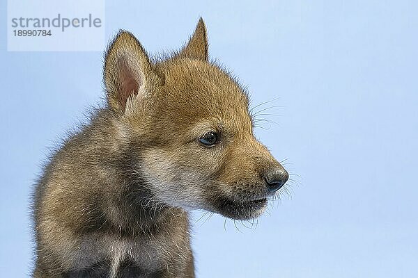 Eurasischer Wolf (Canis lupus lupus)  Tierportrait  Welpe  Jungtier  juvenil  captive  3.5 Wochen  Studioaufnahme  Hintergrund blau