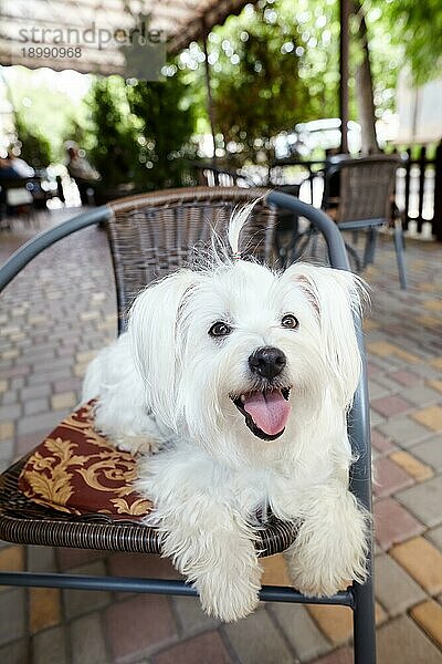 Süßer weißer Hund sitzt im Freien auf der Terrasse eines Cafés. Entspannen  Tiere Konzept