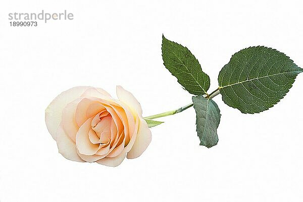 Einzelne schöne frische romantische rosa Rose mit grünen Blättern vor weißem Hintergrund für das Feiern Valentinstag oder ein Jubiläum als Geschenk für einen Schatz oder geliebten Menschen