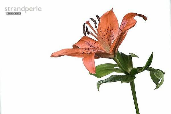 Einzelne schöne zerbrechliche frische orange Tigerlilie Blume mit Flecken auf den Blütenblättern auf einem Stiel mit grünen Blättern isoliert weiß