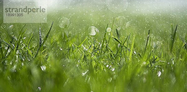 Grünes frisches Gras im Regen Panorama