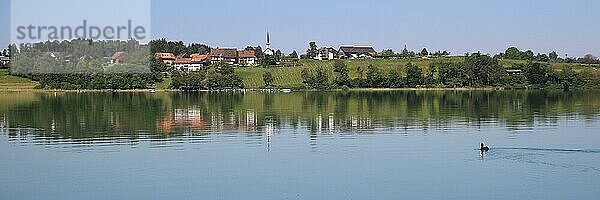 Traumhafter Sommermorgen am Ufer des Pfaffikersees  Pfäffikon. Blick auf den Seegraben  Seegräben