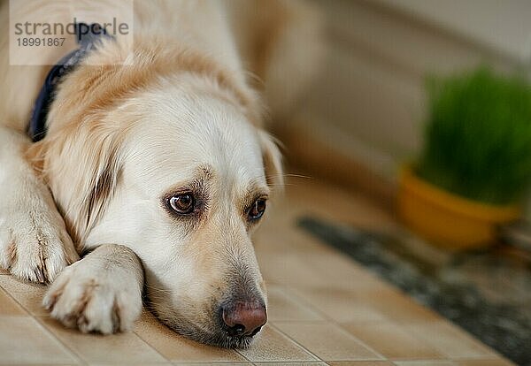Portrait eines Golden Retriever Hundes