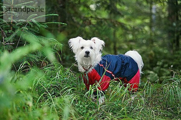 Weißer süßer Hund spielt draußen im Wald. Haustiere Konzept