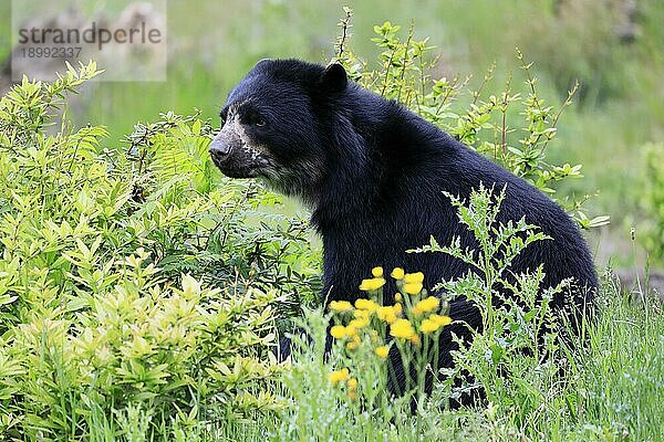 Brillenbär (Tremarctos ornatus)  adult  sitzt  Blümchenwiese  entspannt  captive  Südamerika