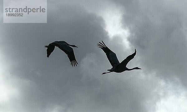 Fliegende Kraniche (Grus grus) als Silhouette vor Wolkenhimmel  Rügen  Mecklenburg-Vorpommern  Deutschland  Europa