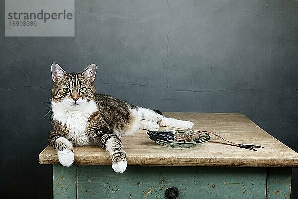 Bild mit zufriedener satter Katze und Fischskelett auf Tisch