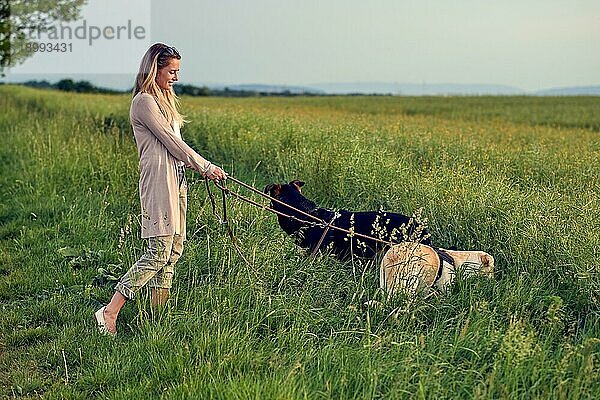 Blonde Frau geht mit ihren Hunden bei Sonnenuntergang im goldenen Licht durch ein üppiges grünes Feld oder eine Wiese mit langem grünen Gras spazieren