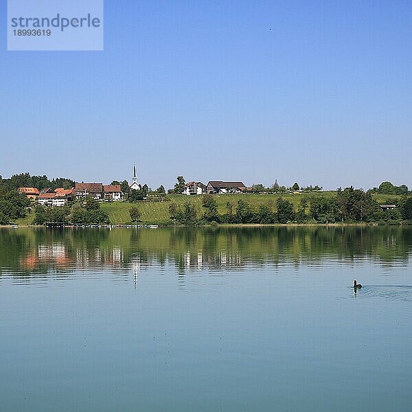 Märchenhafter Sommermorgen am Ufer des Pfaffikersees  Kanton Zürich