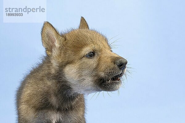 Eurasischer Wolf (Canis lupus lupus)  Tierportrait  heult nach Wolfsart  Welpe  Jungtier  juvenil  captive  3.5 Wochen  Studioaufnahme  Hintergrund blau
