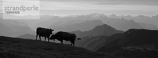 Silhouetten zweier Kühe auf dem Gipfel der Rigi  Schweiz  Europa