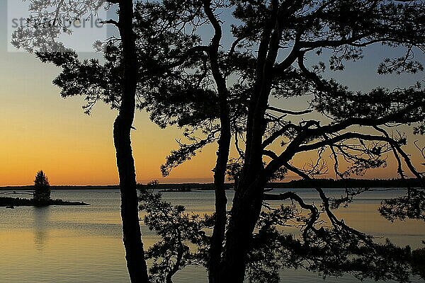 Früher Morgen am Vanernsee  Dalsland. Umrisse eines schönen alten Baumes