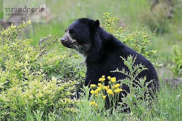 Brillenbär (Tremarctos ornatus)  adult  sitzt  Blümchenwiese  entspannt  captive  Südamerika