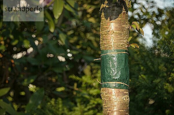 Klebeband  das um den Baumstamm gebunden wird  um zu verhindern  daß kriechende Insekten  insbesondere Ameisen  die Blattläuse vor ihren Freßfeinden schützen  und die Raupen von Wintermotten den Baum besiedeln