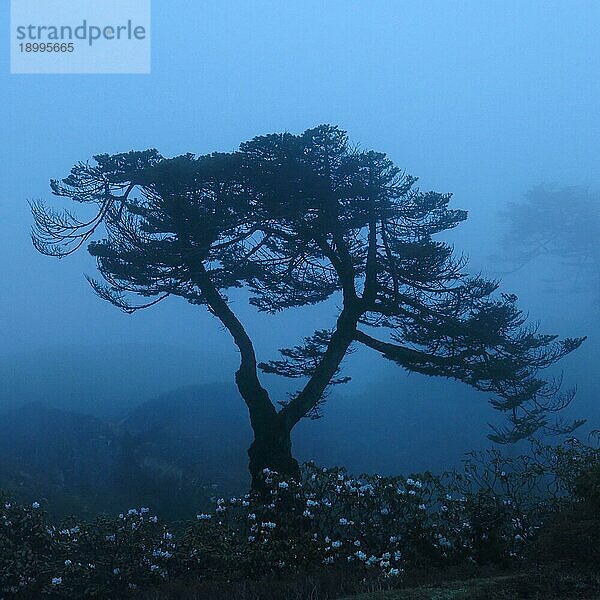 Umrisse eines Baumes im Everest Nationalpark  Nepal  Asien