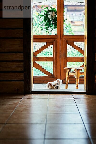 Weißer flauschiger Hund entspannt sich auf der Schwelle des Holzhauses. Haustiere  Familie Konzept
