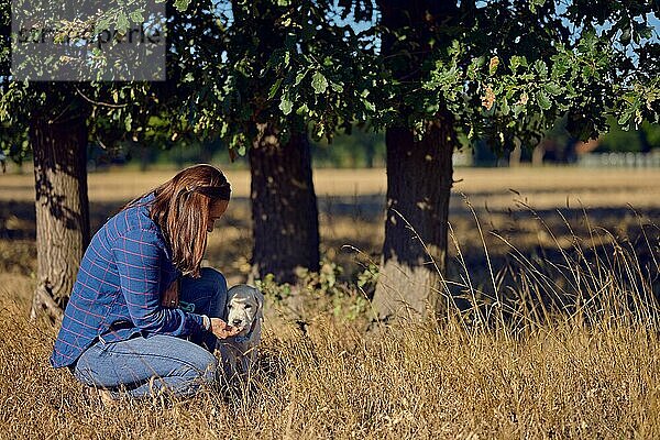 Glückliche brünette Frau mittleren Alters  die mit ihrem kleinen Labrador Retriever Welpen im goldenen Sonnenlicht trainiert  mit Kopiervorlage oben