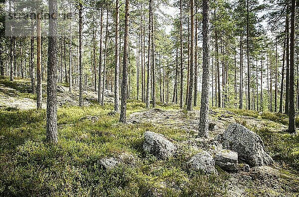 Finnish Forest