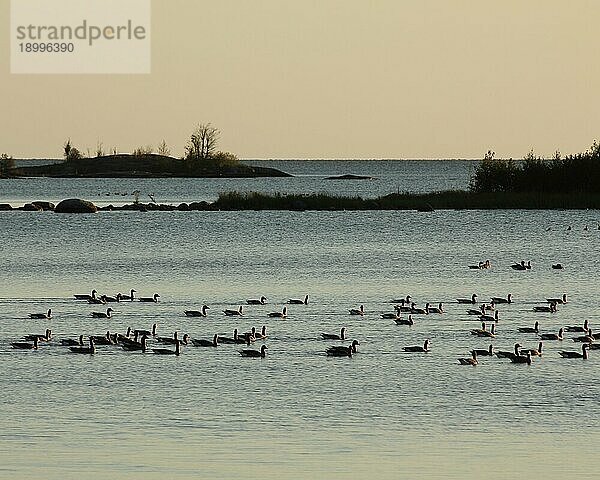 Gänseschwarm am Ufer des Vanernsees  Schweden  Europa