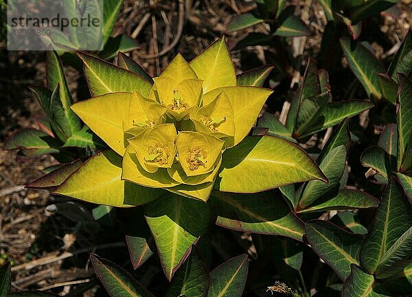 (Euphorbia)  die im Himalaya wächst