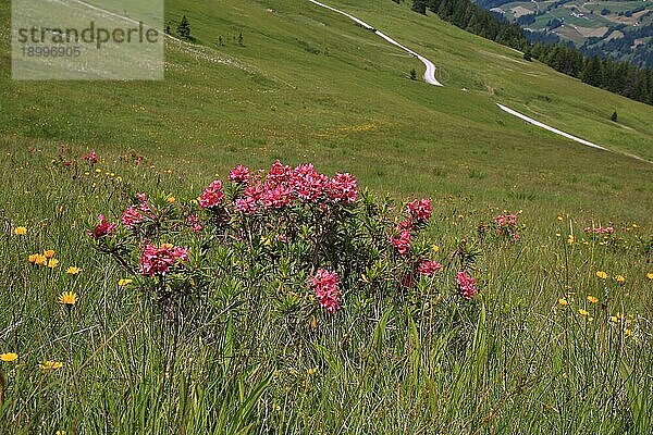 Schöne Alpenrosen
