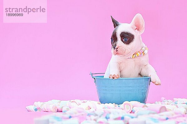 Cute Blue pied Französisch Bulldog Hundewelpe im Eimer zwischen Marshmallow Süßigkeiten auf rosa Hintergrund