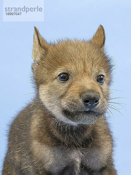 Eurasischer Wolf (Canis lupus lupus)  Tierportrait  Ohren angelegt  Welpe  Jungtier  juvenil  captive  3.5 Wochen  Studioaufnahme  Hintergrund blau