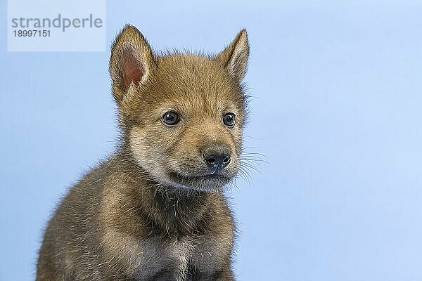 Eurasischer Wolf (Canis lupus lupus)  Tierportrait  Ohren aufmerksam  Welpe  Jungtier  juvenil  captive  3.5 Wochen  Studioaufnahme  Hintergrund blau