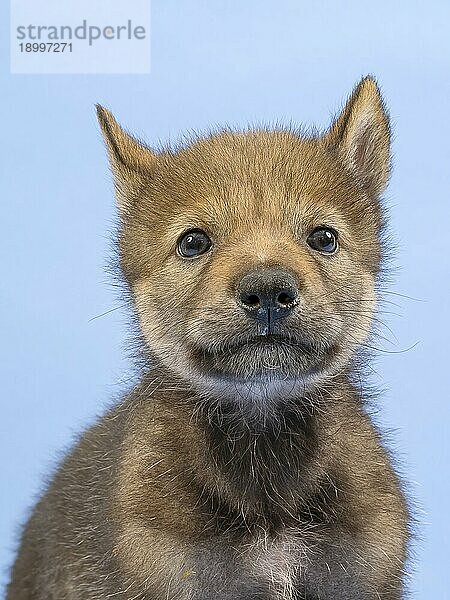 Eurasischer Wolf (Canis lupus lupus)  Tierportrait  frontal  Blickkontakt  Ohren angelegt  Welpe  Jungtier  juvenil  captive  3.5 Wochen  Studioaufnahme  Hintergrund blau