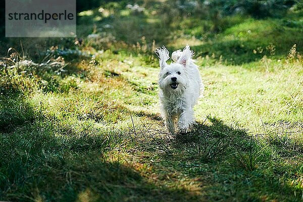 Weißer liebenswerter Hund läuft im Wald an einem sonnigen Tag. Haustiere Konzept