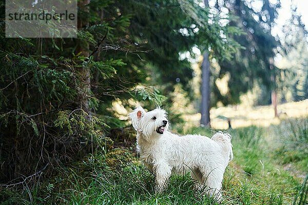 Lustiger süßer Hund spielt draußen im Wald. Haustiere Konzept