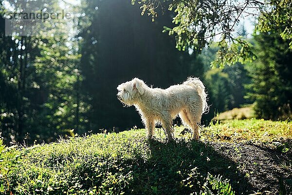 Weißer liebenswerter Hund spielt im Wald am sonnigen Tag. Haustiere Konzept