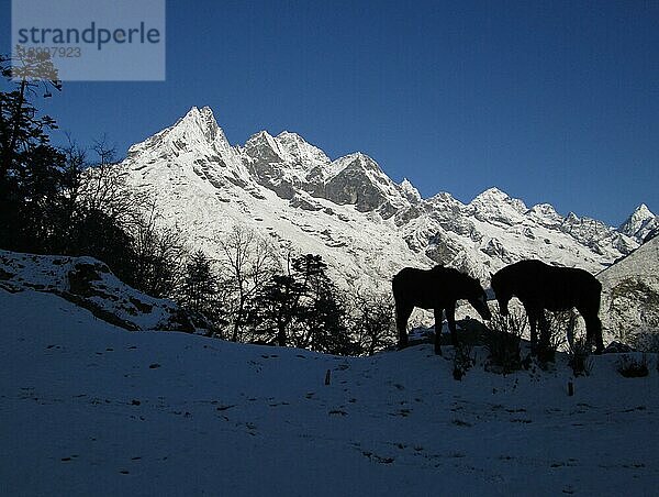 Silhouetten von zwei Pferden vor einem Berg  Blick von Tengboche