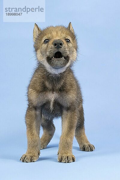 Eurasischer Wolf (Canis lupus lupus)  stehend  frontal  heult  Welpe  Jungtier  juvenil  captive  3.5 Wochen  Studioaufnahme  Hintergrund blau