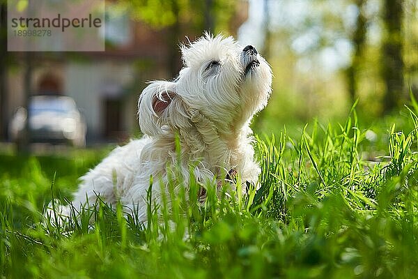 Niedlicher weißer Hund im Gras im Freien