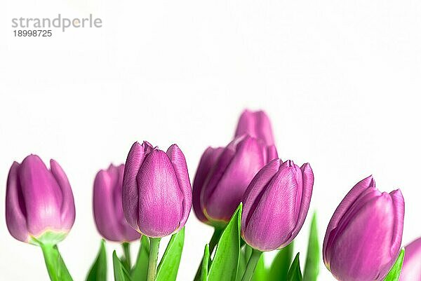 Rand von schönen frischen lila Frühling Tulpen am unteren Rand eines horizontalen Rahmens auf einem weißen Hintergrund mit viel Platz für die Kopie symbolisch für den Frühling