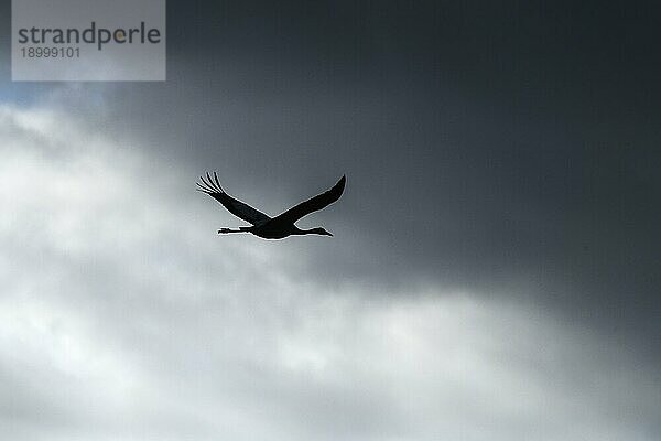 Fliegender Kranich (Grus grus) als Silhouette vor Wolkenhimmel  Rügen  Mecklenburg-Vorpommern  Deutschland  Europa