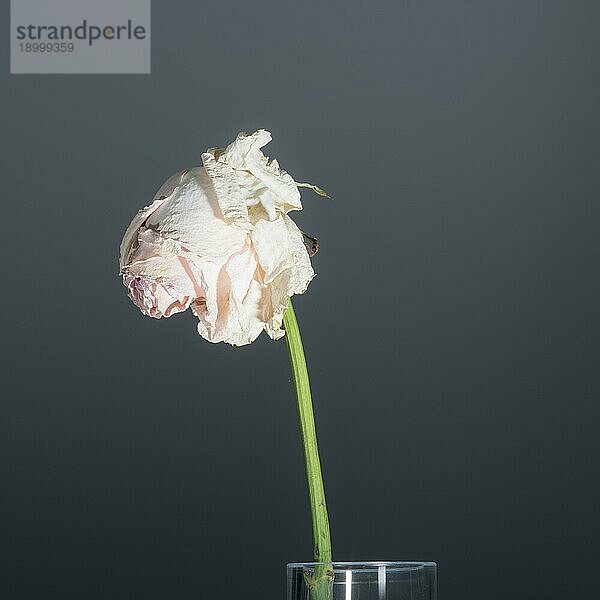 Eine einzelne zarte  verwelkte  langstielige rosa Rose in einer klaren zylindrischen Glasvase  eine Konzeptidee für Flüchtigkeit und Vergänglichkeit