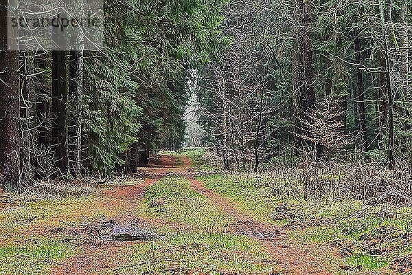 Ein Weg führt durch den Wald