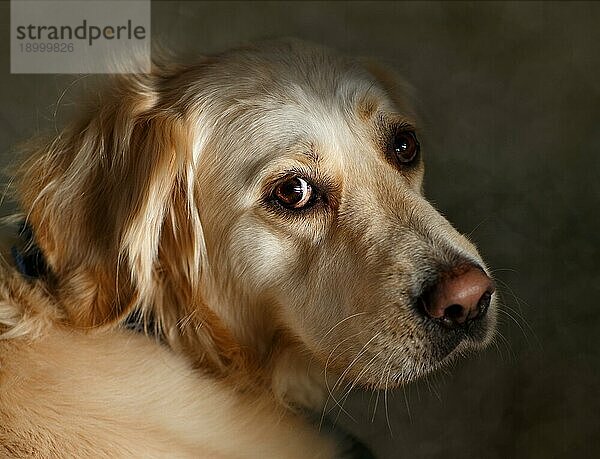 Portrait eines Golden Retriever Hundes