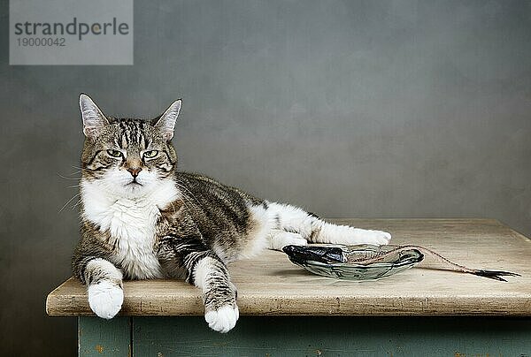 Bild mit zufriedener satter Katze und Fischskelett auf Tisch