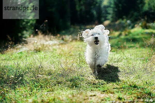 Lustige niedlichen Hund spielen und laufen draußen im Wald. Haustiere Konzept