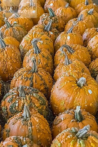 Kürbisse  die auf den Verkauf für das Halloween Festival warten