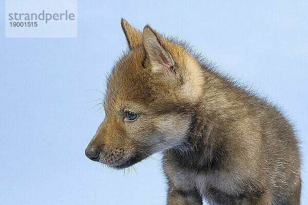 Eurasischer Wolf (Canis lupus lupus)  Tierportrait  Welpe  Jungtier  juvenil  captive  3.5 Wochen  Studioaufnahme  Hintergrund blau