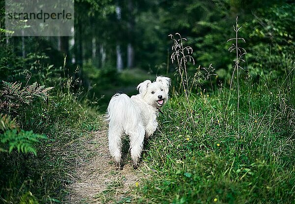 Weißer liebenswerter Hund spielt im Wald am sonnigen Tag. Haustiere Konzept